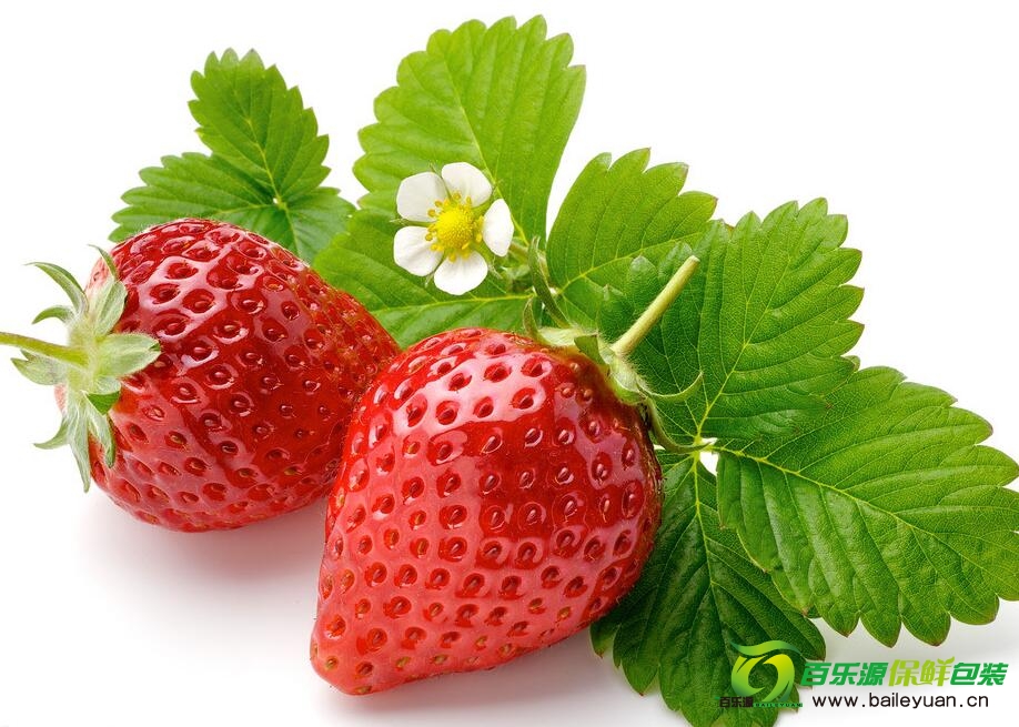 草莓種植方法 | 草莓種子播種技術(shù) | 草莓栽培方法！