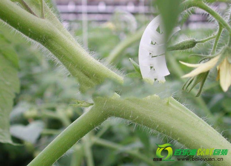 番茄裂莖是咋回事?